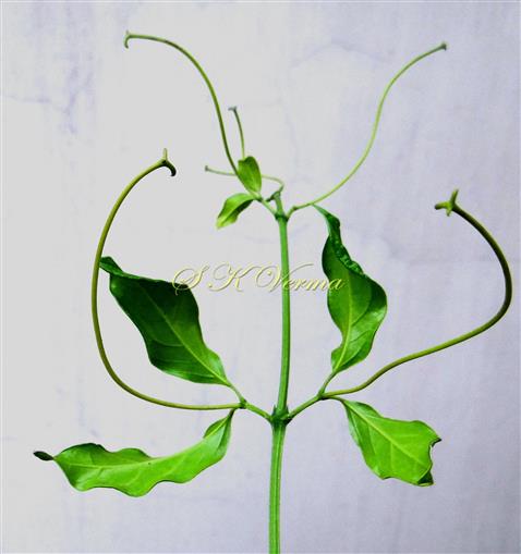  Leaves and Leaflet tendrils